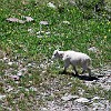 Baby goat looking for its mom. Cabritinho procurando sua mãe.