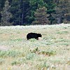 Coming back to the cabin, our friendly black bear was back. Na volta para o chalé, o nosso amigo urso negro estava de volta.