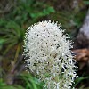 Beargrass. Flores beargrass.
