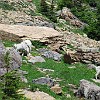 Mountain goats. Bodes de montanha.