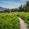 Summertime in Glacier is paradise for wildflower lovers. O verão em Glacier é um paraíso para os amantes de flores silvestres. : Aster Park, Glacier NP, vacation 2014