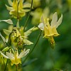 Glacier Lily. : Aster Park, Glacier NP, vacation 2014