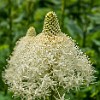 Beargrass is abundant in this trail. Beargrass é abundante nesta trilha. : Glacier NP, Rockwell Falls, vacation 2014