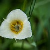 Mariposa flower. Flor Mariposa. : Glacier NP, Rockwell Falls, vacation 2014