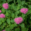Subalpine Spirea. : Glacier NP, Rockwell Falls, vacation 2014