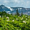 GNP2014 082 DSC03385 : Glacier NP, Rockwell Falls, vacation 2014