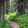 This trail was more traveled, but occasionally the brushes would be very thick and nearly cover the trail. Essa trilha era mais usada, mas às vezes os arbustos eram tantos que quase cobriam a trilha. : Glacier NP, Rockwell Falls, vacation 2014