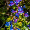 Mid-July in Glacier is beautiful with lots of wildflowers. These are Gentian flowers Meados de julho é muito bonito em Glacier com muitas flores. Essas se chamam Gentian. : Glacier NP, Mt Henry Scenic Point, vacation 2014