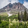 Sinopah Mountain with Beargrass. Montanha Sinopah com as flores Beargrass. : Glacier NP, Rockwell Falls, vacation 2014