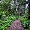 Running Eagle Falls trail is very short and scenic.  It's only 3/4 mile via a nature trail. A trilha das Quedas Running Eagle é bem curta e bonita. Tem apenas cerca de 1,25 km por meio de uma trilha natural. : Glacier NP, Running Eagle Falls, vacation 2014