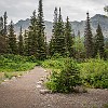 The interpretive trail offers a quick glimpse of the flora in the area. A trilha é bem marcada e com sinais dando uma explicação da flora na área. : Glacier NP, Running Eagle Falls, vacation 2014