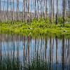 Luckily for us, we had no sightings of those animals. We were also the only people there. Para nossa sorte, não vimos esses animais. Fomos apenas as únicas pessoas aqui. : Glacier NP, Howe Lake, vacation 2014