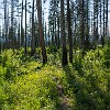Coming back, we kept on making noises in case bears were in the area. No retorno, continuamos fazendo barulho em caso de haver ursos na área. : Glacier NP, Howe Lake, vacation 2014