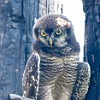 Then I heard an owl and found it on top of a tree. Foi aí que escutei uma coruja e a encontrei no topo de uma árvore. : Glacier NP, Howe Lake, vacation 2014