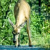 Getting back closer to the main park road, we had to stop the car because of this deer on the road. Retornando à estrada principal do parque, tivemos que parar o carro por causo desse veado na estrada. : Glacier NP, Howe Lake, vacation 2014