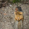 This little fellow wanted some of my snacks. Este esquilinho queria um pouco do meu lanche. : Glacier NP, Grinnell Lake, vacation 2014