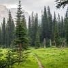 The trail was not very traveled and sometimes was hard to see. A trilha não era muito usada e às vezes se tornava difícil de vê-la. : Feather Plume Falls, Glacier NP, vacation 2014