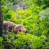 This grizzly mom showed up about 10-12 feet from where we had stopped to rest. Needless to say when we saw her, we left quickly. Essa ursa parda apareceu a cerca de 3-4 metros de onde havíamos parado para descansar. Claro que saímos rapidinho ao vê-la. : Feather Plume Falls, Glacier NP, vacation 2014