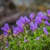 GNP2014 323 DSC03742 : Glacier NP, Highline Trail, vacation 2014