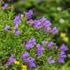 GNP2014 324 DSC03743 : Glacier NP, Highline Trail, vacation 2014