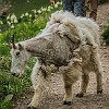 Time to pause to let wildlife pass by. Hora de paradinha pra deixar o animal passar. : Glacier NP, Highline Trail, vacation 2014