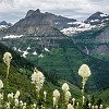 Fields of Beargrass along the way. Campos com Beargrass no caminho. : Glacier NP, Highline Trail, vacation 2014