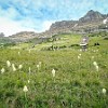 More fields covered with Beargrass. Mais campos cobertos com Beargrass. : Glacier NP, Highline Trail, vacation 2014