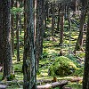 Surrounded by a peaceful forest... Circundado por uma floresta muito tranquila... : Glacier NP, Johns Lake Trail, vacation 2014