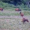 Coming home from dinner we saw a herd of elk way up in the distance. Voltando da janta nós vimos um rebanho de alces bem longe. : Glacier NP, St Mary Lake, vacation 2014