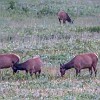 GNP2014 376 P1010070 : Glacier NP, St Mary Lake, vacation 2014