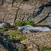 This was a moderately strenuous hike: not very long (8 miles total) but with significant elevation gain (2510 ft). Essa foi uma caminhada moderada: não foi longa (13 km) mas tinha ganho de elevação significante (765 m). : Glacier NP, Mt Henry Scenic Point, vacation 2014