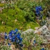 Lupine. : Glacier NP, Mt Henry Scenic Point, vacation 2014