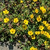 Alpine buttercup. : Glacier NP, Mt Henry Scenic Point, vacation 2014