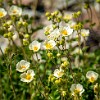 Pasque flower. Flor Pasque : Glacier NP, Mt Henry Scenic Point, vacation 2014