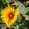 Gaillardia or blanket flower. Gaillardia ou flor cobertor. : Glacier NP, Mt Henry Scenic Point, vacation 2014