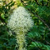 Beargrass. : Glacier NP, Mt Henry Scenic Point, vacation 2014