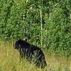 Returning to our hotel we saw our first black bear on this trip. Voltando ao hotel nós vimos o primeiro urso negro nesta viagem. : Glacier NP, Two Medicine Lake, black bear, vacation 2014