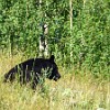 GNP2014 047 P1000978 : Glacier NP, Two Medicine Lake, black bear, vacation 2014