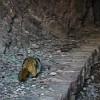 Inside the tunnel, there was a family of marmots. Dentro do túnel havia uma família de marmotas. : Glacier NP, Ptarmigan Tunnel, vacation 2014