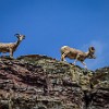 After returning, outside the tunnel we saw several bighorn sheep. Depois de sairmos do túnel, vimos várias cabras de chifres grandes. : Glacier NP, Ptarmigan Tunnel, vacation 2014