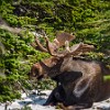 Somewhere along the trail we spotted this moose very far (I used my telephoto lens). Na trilha de volta vimos este alce bem longe (usei a lente zoom). : Glacier NP, Ptarmigan Tunnel, vacation 2014