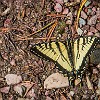 There were lots of different butterflies along the lake shore. Havia uma variedade enorme de borboletas às margens do lago. : Glacier NP, Redrock Lake and Falls, vacation 2014
