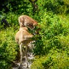 Thankfully, the only thing that crossed our path was a deer family: mom and two fawns. Felizmente, a única coisa que cruzou o nosso caminho foi uma família de cervos: mãe e dois filhotes. : Bullhead Lake, Glacier NP, vacation 2014