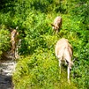 They were coming right towards us and were not afraid of us.We remained very, very still. Eles vinham diretamente na nossa direção e sem medo de nós. Ficamos parados como estátuas. : Bullhead Lake, Glacier NP, vacation 2014