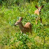 GNP2014 300 P1010051 : Bullhead Lake, Glacier NP, vacation 2014