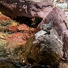 This bird is called a Dipper. Este pássaro se chama o Mergulhador. : Baring Falls, Dipper, Glacier NP, vacation 2014