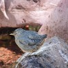 GNP2014 408 P1010086 : Baring Falls, Dipper, Glacier NP, vacation 2014