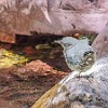 GNP2014 409 P1010087 : Baring Falls, Dipper, Glacier NP, vacation 2014