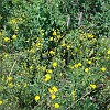 gtnp026