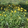 gtnp042